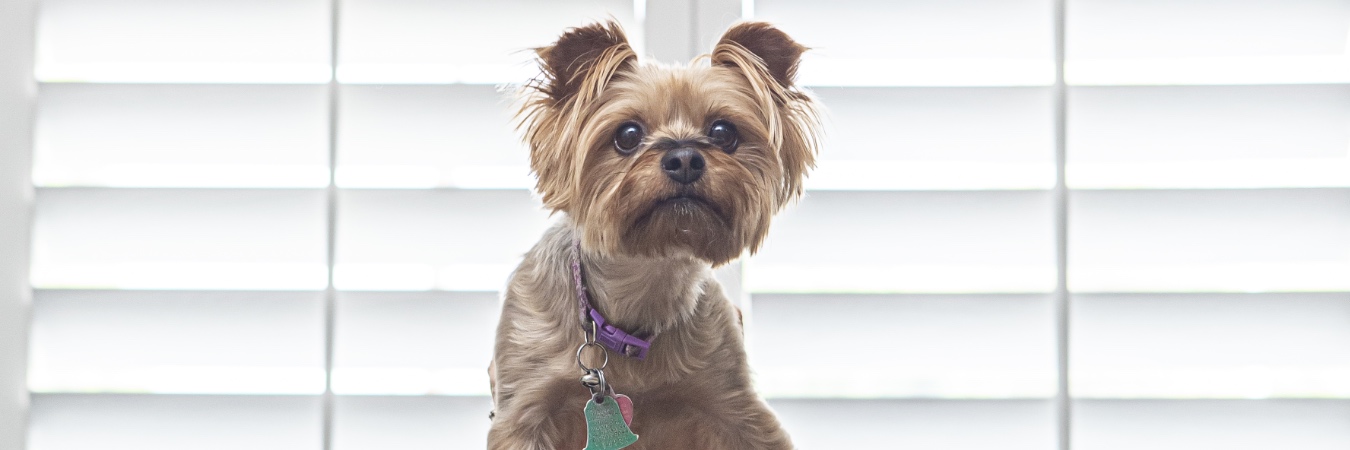 Dog in front of interior shutters in Orlando